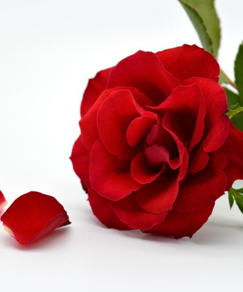 rose, rote rose, rosenblätter, liebe, verliebt, valentinstag, valentin, hochzeitstag, hochzeit, liebessymbol, blüte, blume, blumentapete, heiraten, geburtstagskarte, alles liebe, hd-hintergrund, desktop-hintergründe, blumen-wallpaper
