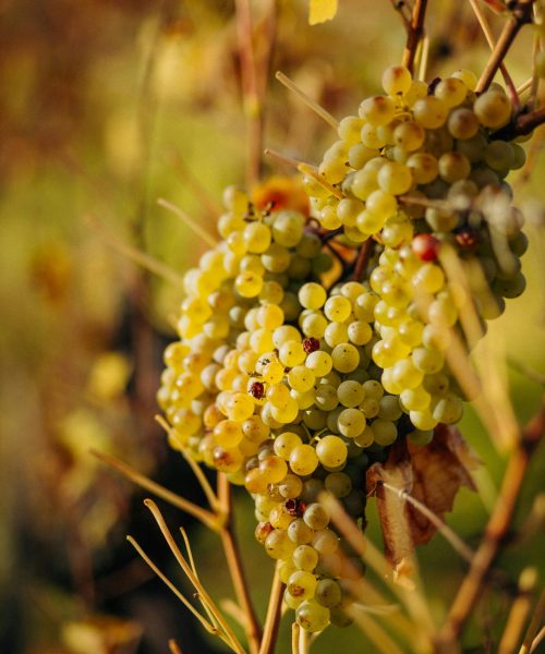 Sunlit golden grapes hanging from a vine in an Austrian vineyard during fall season.